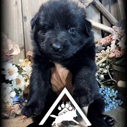 Jett - Black seal female German Shepherd puppy in Sequim, Washington from German Shepherd Haus