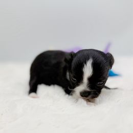 Chaplin - Black and white male Chihuahua puppy in Lee Center, New York from Alfheim-Andromeda Chihuahua's (A &A's)