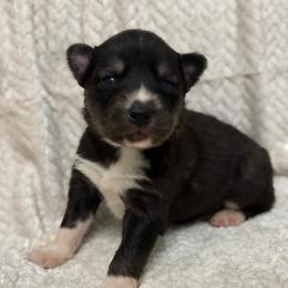 Caelum - Agouti and white male Siberian Husky puppy in London, Ohio from Rose Trail Siberian’s
