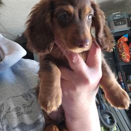 Boy 4 - Chocolate and tan male Dachshund puppy in Lansing, Michigan from Black Thunder 517 Dachshunds and frenchies