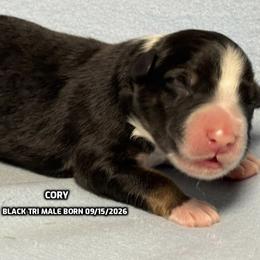 Cory - Black tri-color male Australian Shepherd puppy in Bethany, Connecticut from Wynter Thyme Manor Australian shepherds