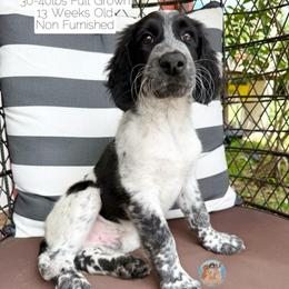 Thunder - Parti male Double Doodle puppy in Southwest Ranches, Florida from Dandy Doodle Ranch