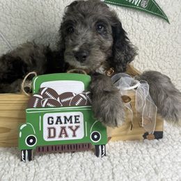 Flint - Merle male Irish Doodle puppy in Galloway, Florida from Heavenly Poodles