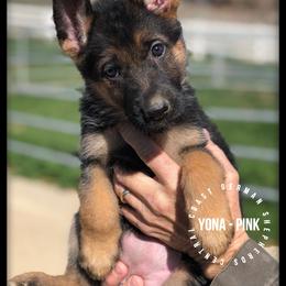 German Shepherd Puppies from Central Coast German Shepherds