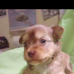 Chinese Crested Puppies from Sakkarra Chinese Crested Dogs and Art