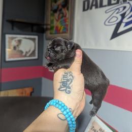Girl 2 - Liver female French Bulldog puppy in Forney, Texas from Dallas Lonestar Bullies