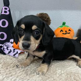 Sarah     Pet only. Reduced - Black and tan female Dachshund puppy in Bullard, Texas from Mimidachs of Texas