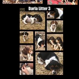 Beagle, Jack Russell Terrier, and Russell Terrier Puppies from Mountain Top