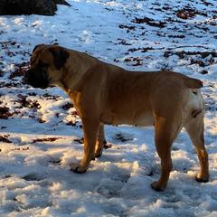 Boerboels and Rottweilers from Schwarzbachtal