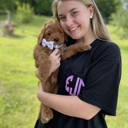 Goldendoodle Puppies from Hilltop Mini and Teddy Bear Doodles