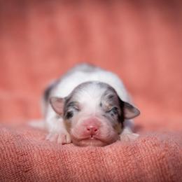 Omen - Blue merle male Australian Shepherd puppy in Weatherford, Texas from Ridgestar Aussies