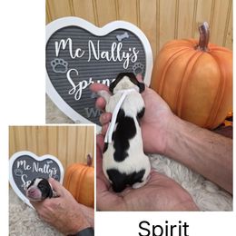 Spirit - Black white and tan female English Springer Spaniel puppy in Freeland, Michigan from McNally's Springer Spaniels