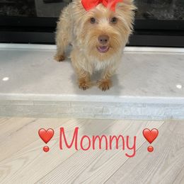 Rosie Posey - Yorkshire Terrier