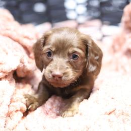 Oslo - Red male Dachshund puppy in Eaton, Ohio from Miniature Alphas Dachshunds