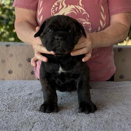Brown Collar M - Black male Cane Corso puppy in Paris, Texas from Knucklehead Cane Corso