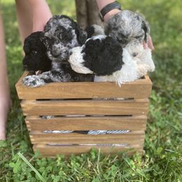 Sheepadoodle Puppies from Primrose Cottage Puppies