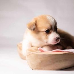 American Corgi and Pembroke Welsh Corgi Puppies from Constellation Corgi