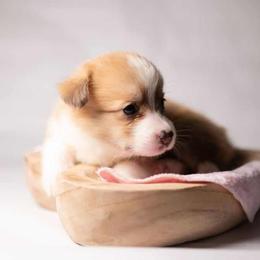 American Corgi and Pembroke Welsh Corgi Puppies from Constellation Corgi