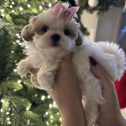 Princess Maya of Monaco - Gold and white female Shih Tzu puppy in Kent, Washington from Exclusively Shih Tzu's LLC