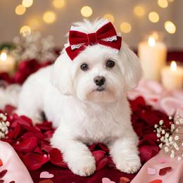 Snow - Morkie