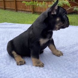 French Bulldog All Grown Up from Ever Dream Frenchies