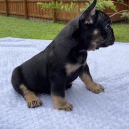 French Bulldog All Grown Up from Ever Dream Frenchies