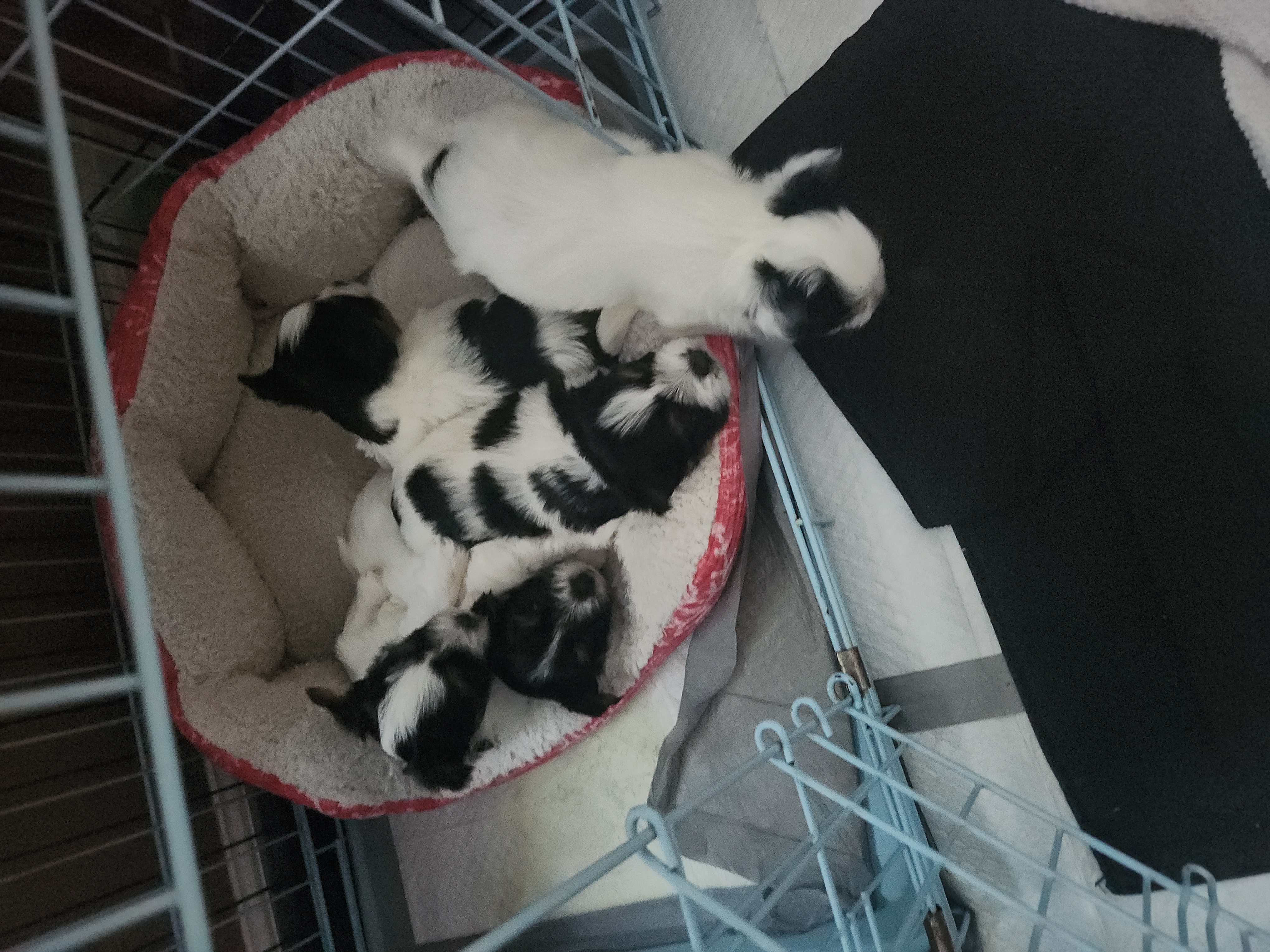 Biewer Terrier Puppies from Donna Lonsiak