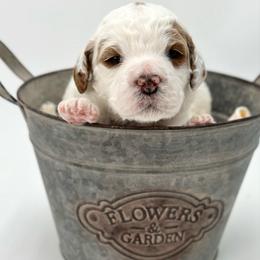Amora - Parti female Goldendoodle puppy in Queen Creek, Arizona from Goldendoodle AZ