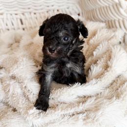 Grayson - Phantom male Poodle puppy in Chapel Hill, North Carolina from Cyndi’s Poodles