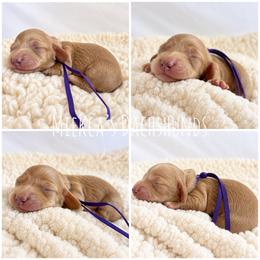 Shimmer - Cream female Dachshund puppy in Orem, Utah from Miekca’s Dachshunds