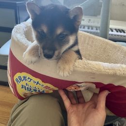Boy 1 - Black and tan Shiba Inu puppy in California from Nippo Shiba