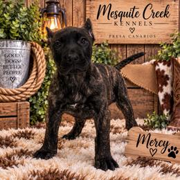 Mercy - Tiger female Perro de Presa Canario puppy in Goshen, Alabama from Mesquite Creek Kennels
