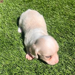 Belle - Cream female Dachshund puppy in Indiantown, Florida from Turquoise River Minature Dachshunds
