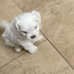 Maltese Puppies from Cheery Pups