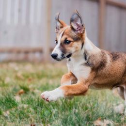 McNab Puppies from Vanir McNab Shepherds