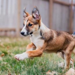 McNab Puppies from Vanir McNab Shepherds