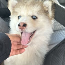 Emily - Tri-color female Pomsky puppy in Schaumburg, Illinois from Lake in the hills Pomskies