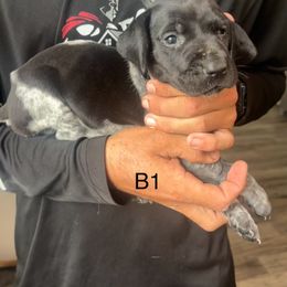 Boy1 - Black roan male German Shorthaired Pointer puppy in Morriston, Florida from Golden Pointers