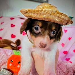 Hope - Piebald female Dachshund puppy in Bandera, Texas from Pup Cakes