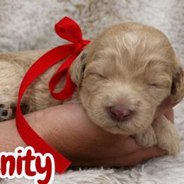 Serenity - Caramel cream female Australian Labradoodle puppy in Upland, California from Kings Labradoodles