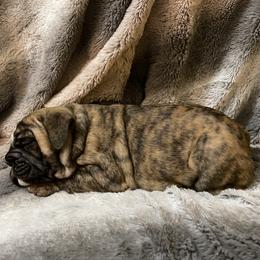 Bulldog Puppies from Semper Fi Bulldogs