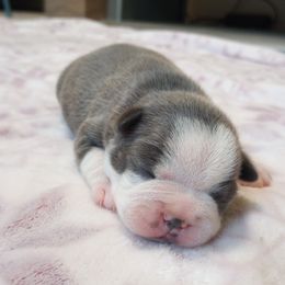 Annie - Brindle and white female Boston Terrier puppy in Corning, California from SB & Raksha