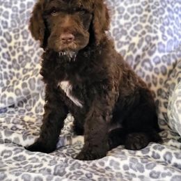 "F1B labradoodle " Labradoodle Puppies from Caldron Falls Doodles and Poodles