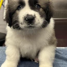 Caucasian Shepherd Dog and Poodle Puppies from Great Strength
