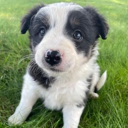 Lemon - Tri-color female Border Collie puppy in Markle, Indiana from Floating Axe Border Collies