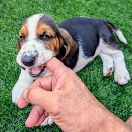 Casey- Red Collar - Black brown and white male Basset Hound puppy in Duchesne, Utah from HI Desert Hounds