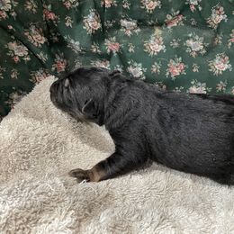 German Shepherd Puppies from Stonewick German Shepherds