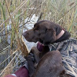 Labrador Retriever Puppies from Okiehuntinboyz Labrador Retrievers