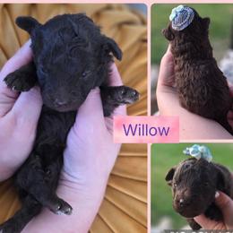 Willow - Chocolate female Goldendoodle puppy in Decatur, Tennessee from Diamond's Doodles