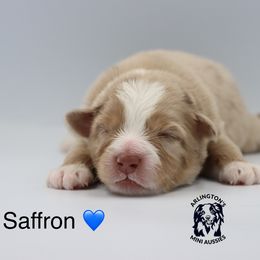 Saffron - Red merle male Miniature Australian Shepherd puppy in Largo, Florida from Arlington's Mini Aussies
